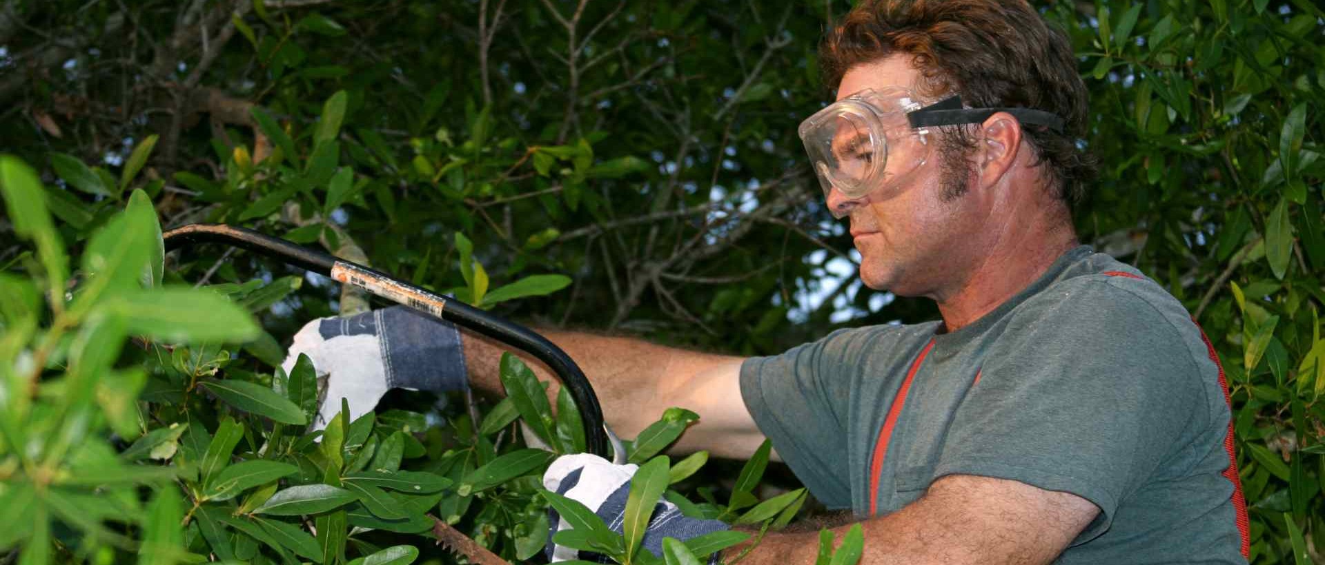 garden clearance W4